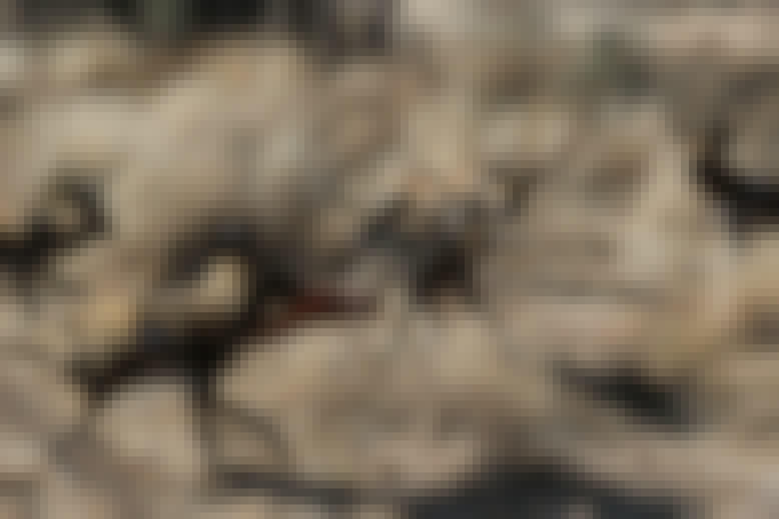 Wild dogs feeding