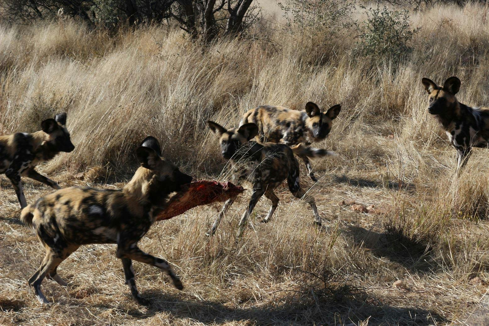 Wild dogs feeding