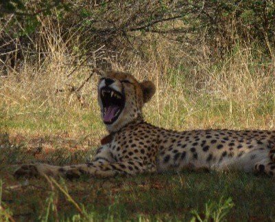 Moloko: Rebecca the cheetah