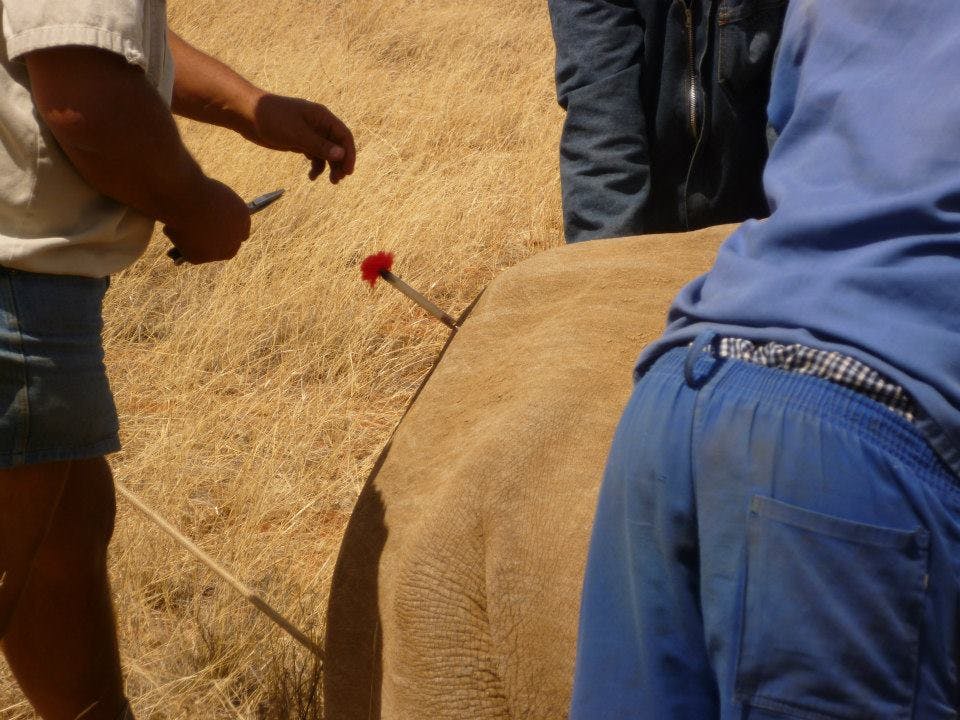 Close-up of a darted rhino