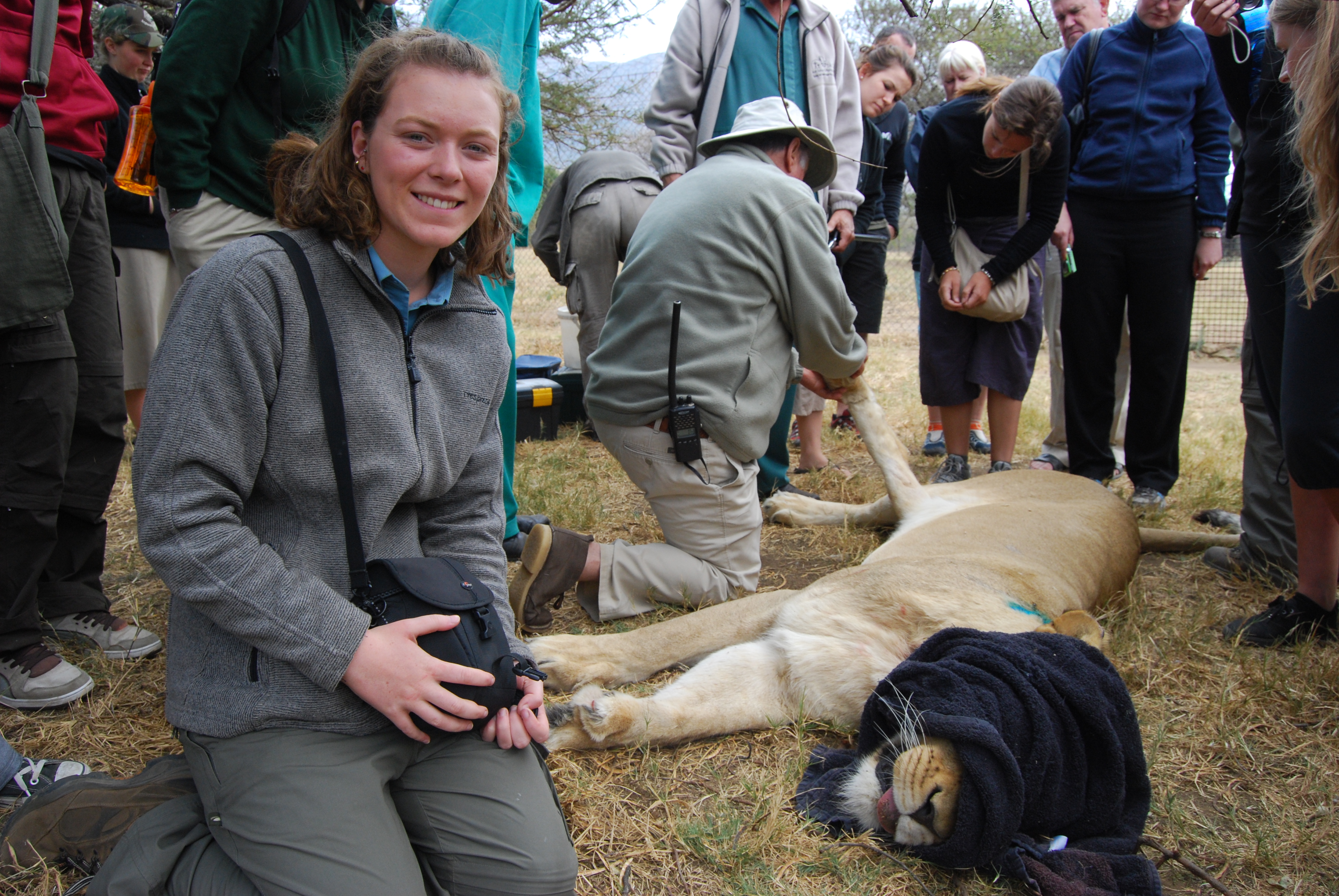 Ruby Shorrock: sedated lion