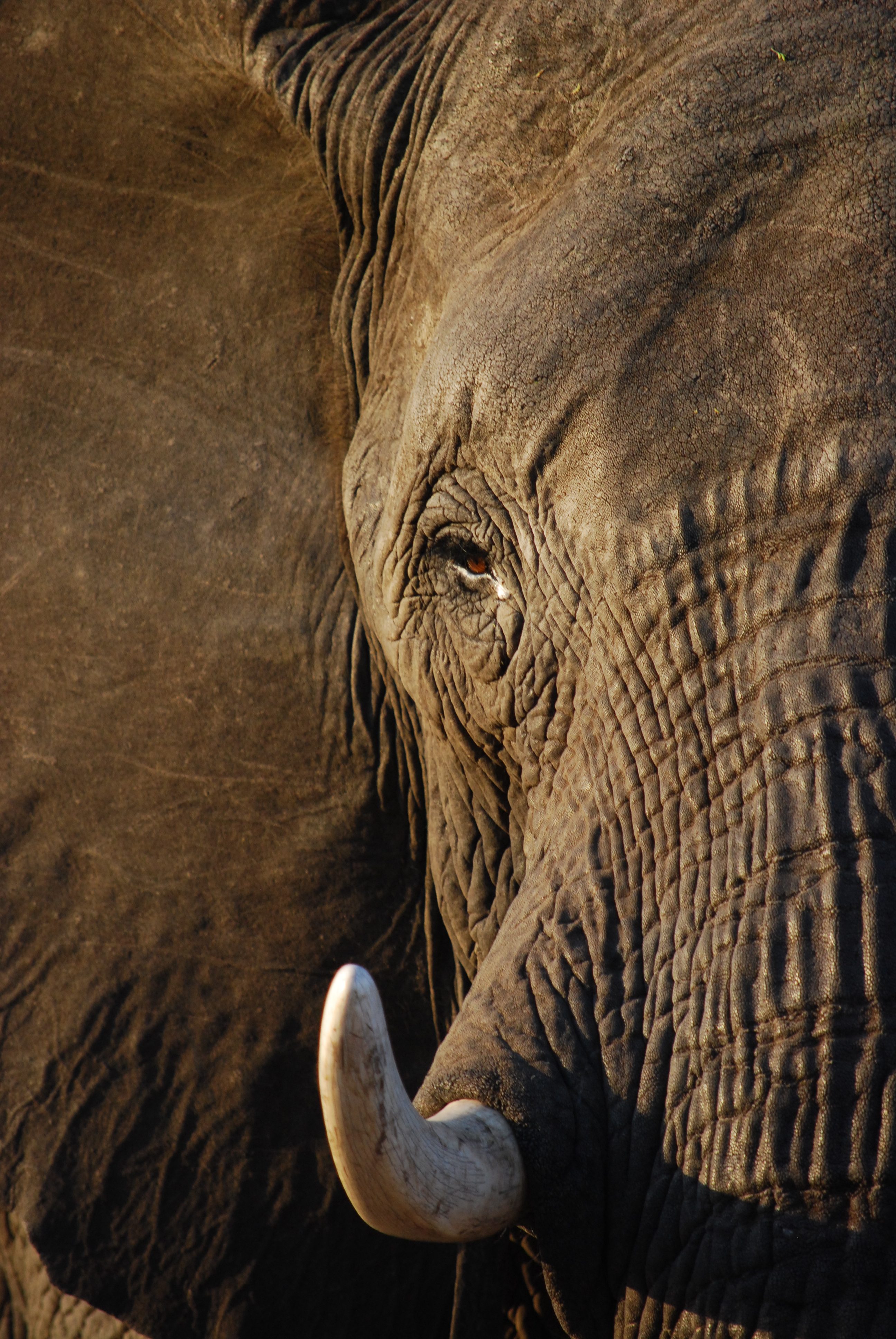 Ruby Shorrock: close-up of an elephant