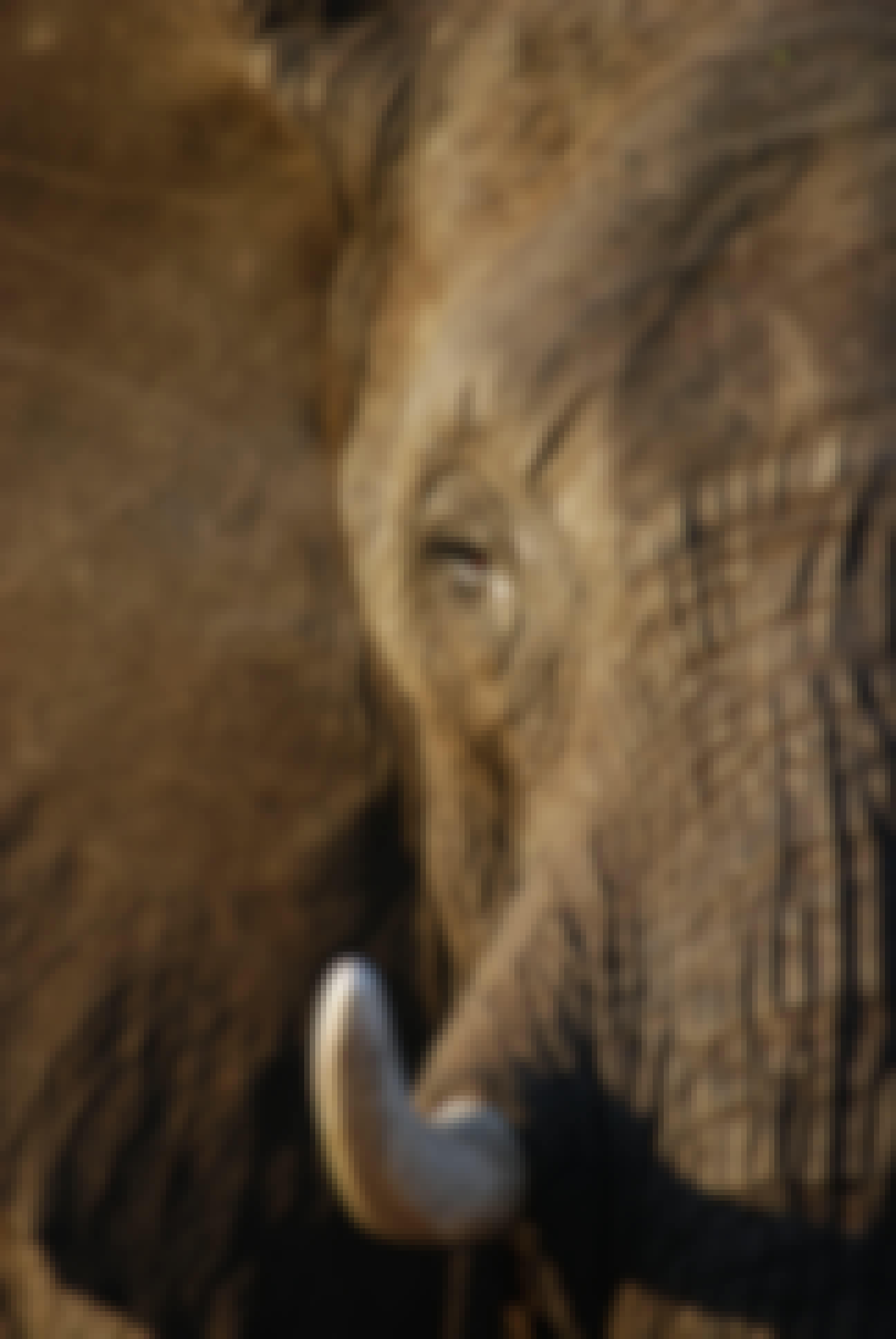Ruby Shorrock: close-up of an elephant
