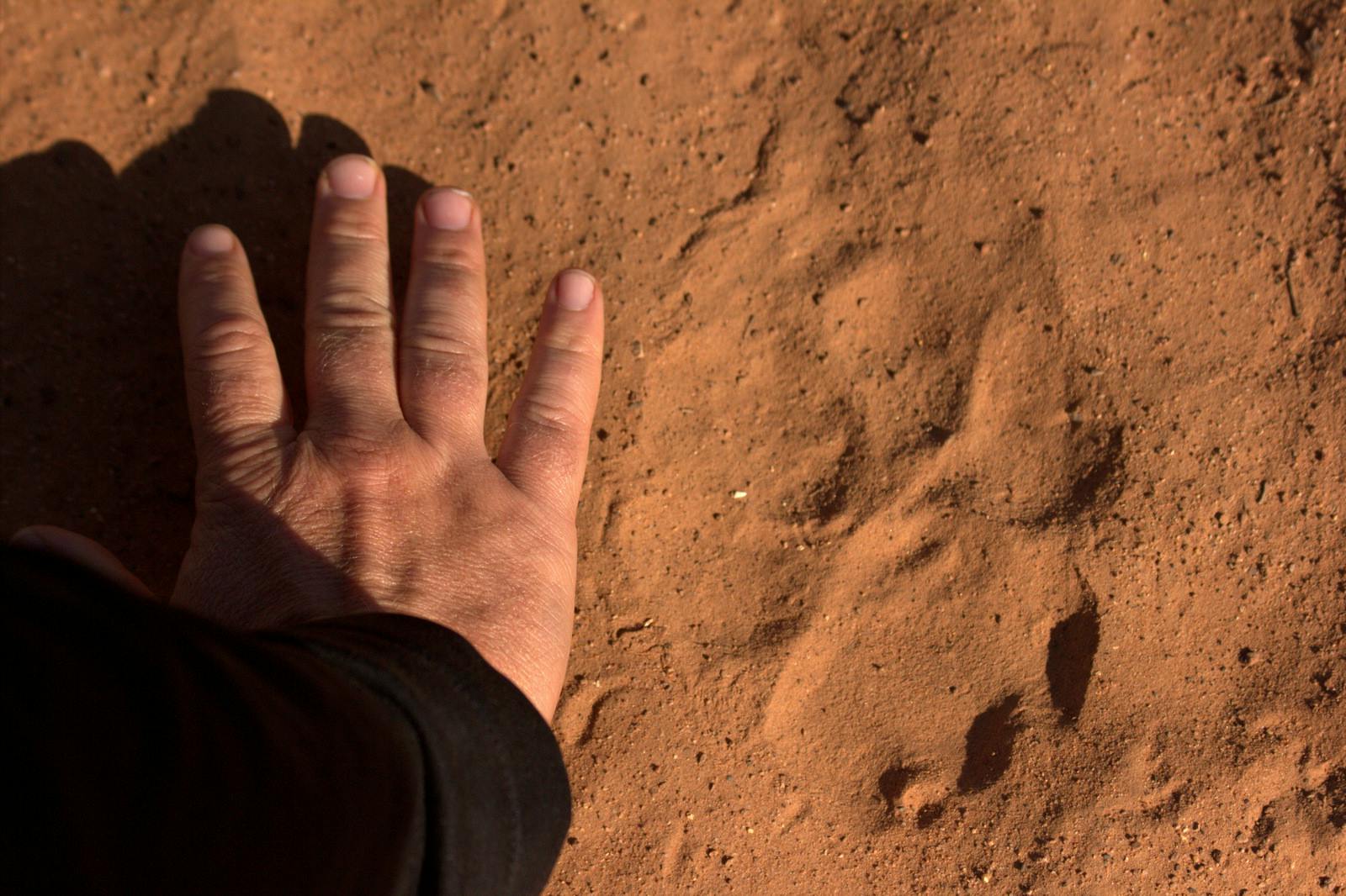 Hand next to a lion track