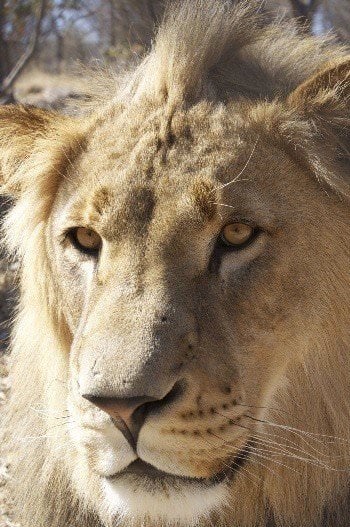 Close-up of a lion, Simone Landers 