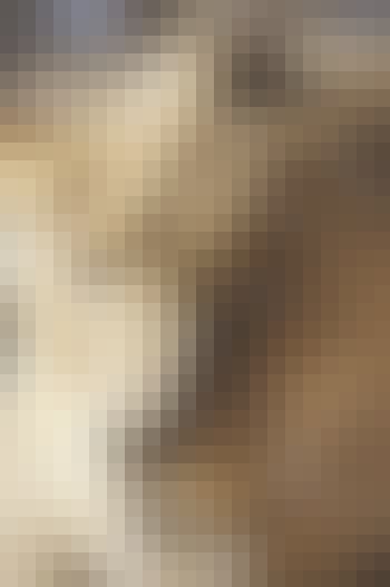 Close-up of a lion, Simone Landers 