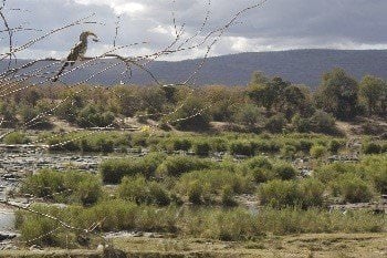 Landscape, Simone Landers 