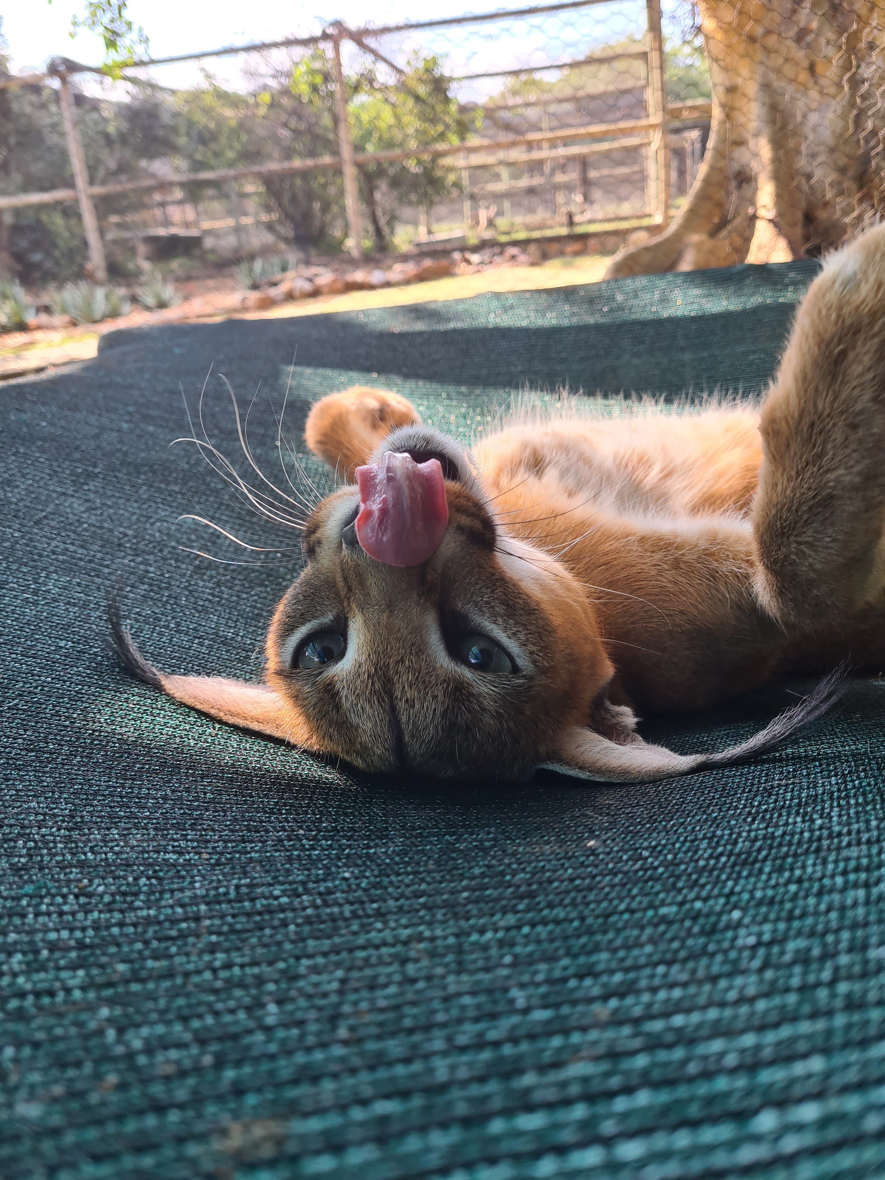 Mira van Duin: close-up of caracal