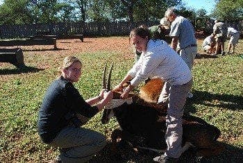 Veterinary work, blindfolded antelope