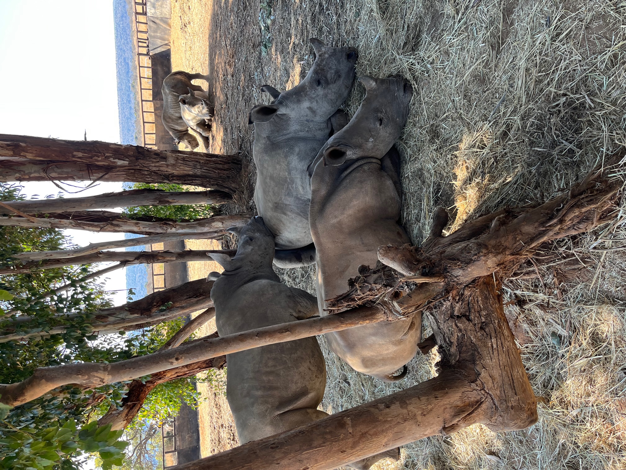 Chloe Fairston: rhinos