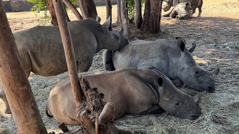 Chloe Fairston: rhinos