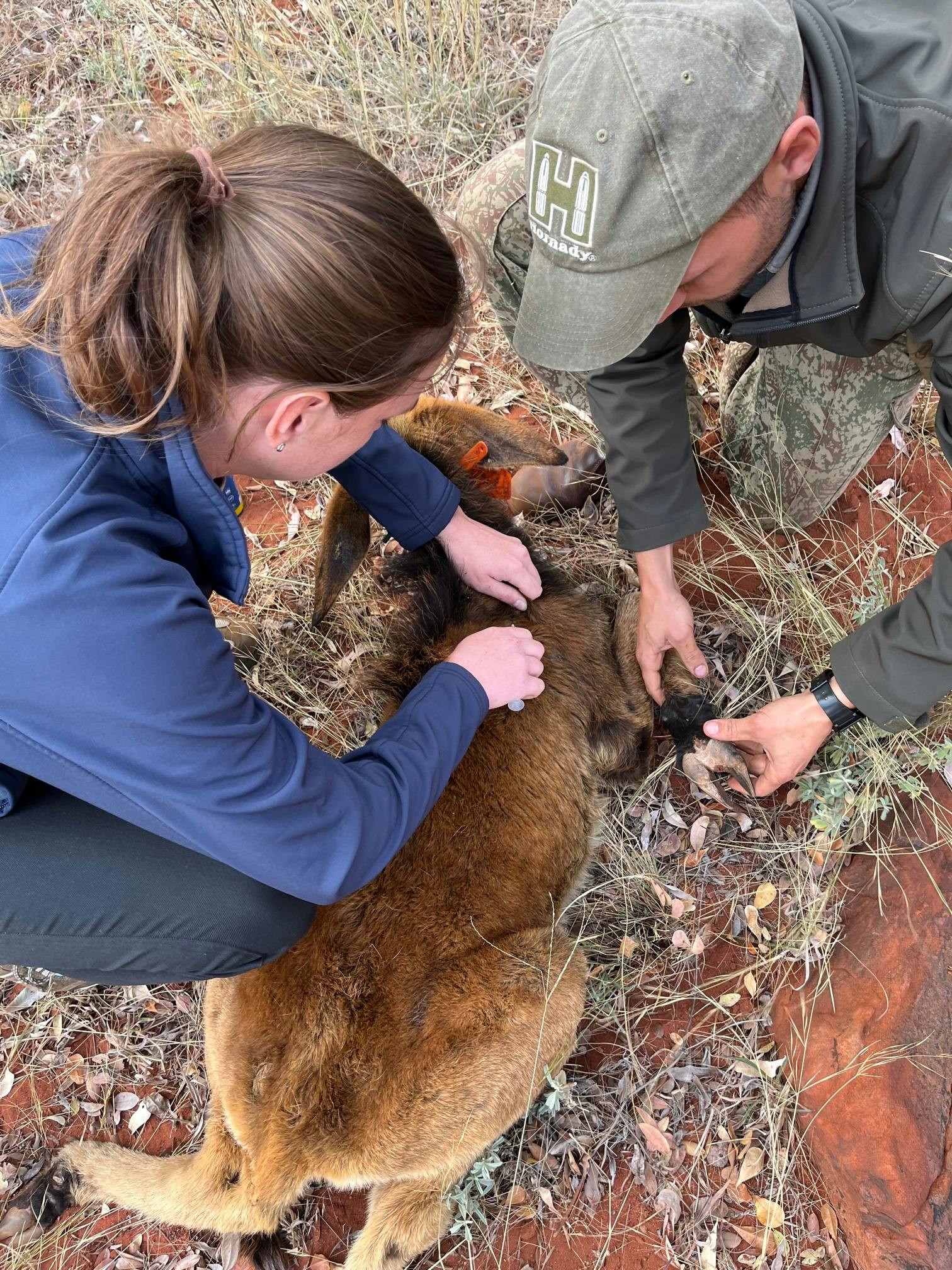 Chloe Fairston: veterinary work in the field