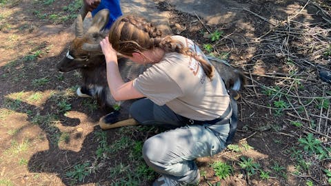 Chloe Fairston: ACE volunteer working on a sedated nyala
