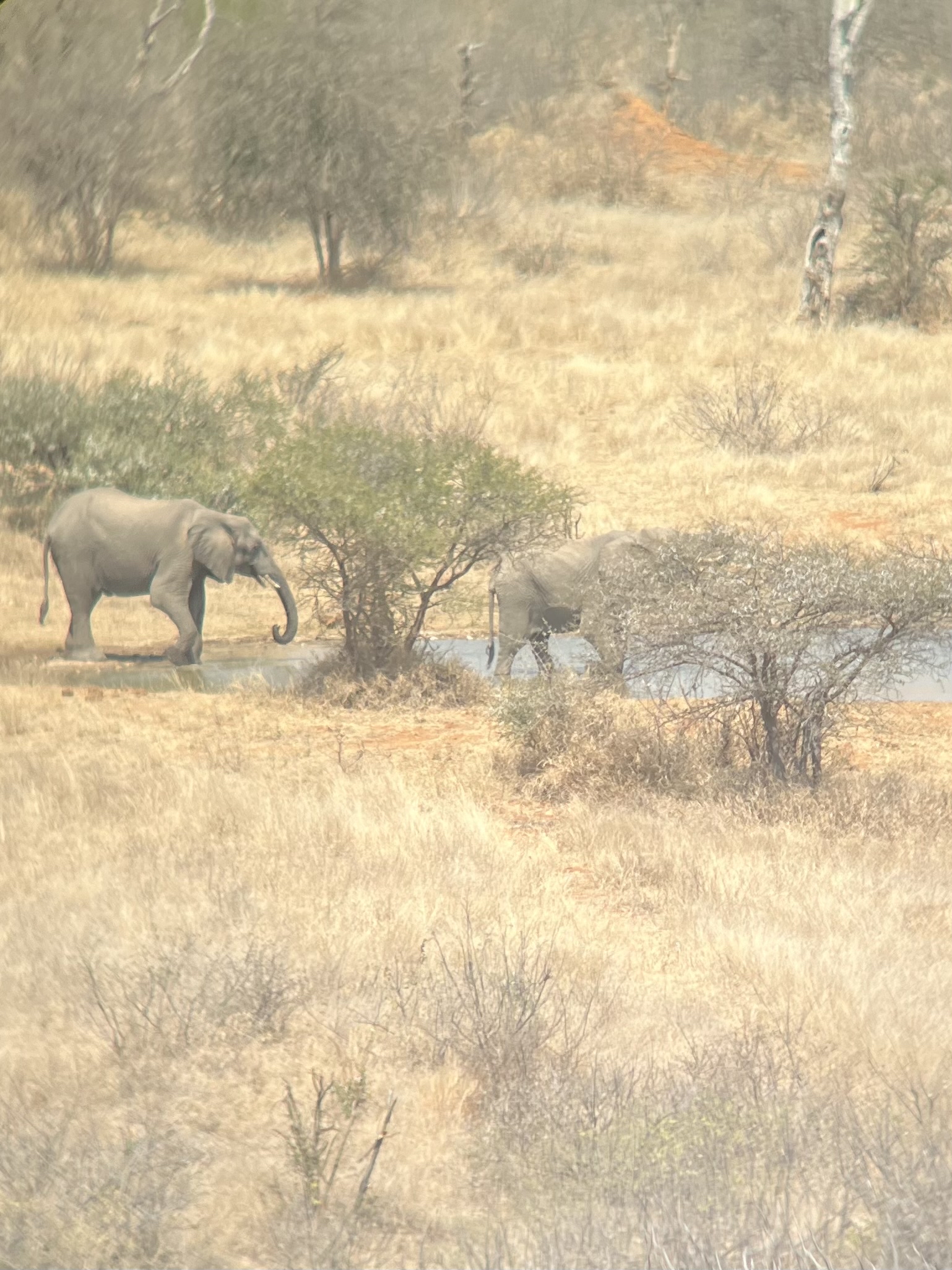 Liam Corcoran and Emily Munroe: elephants