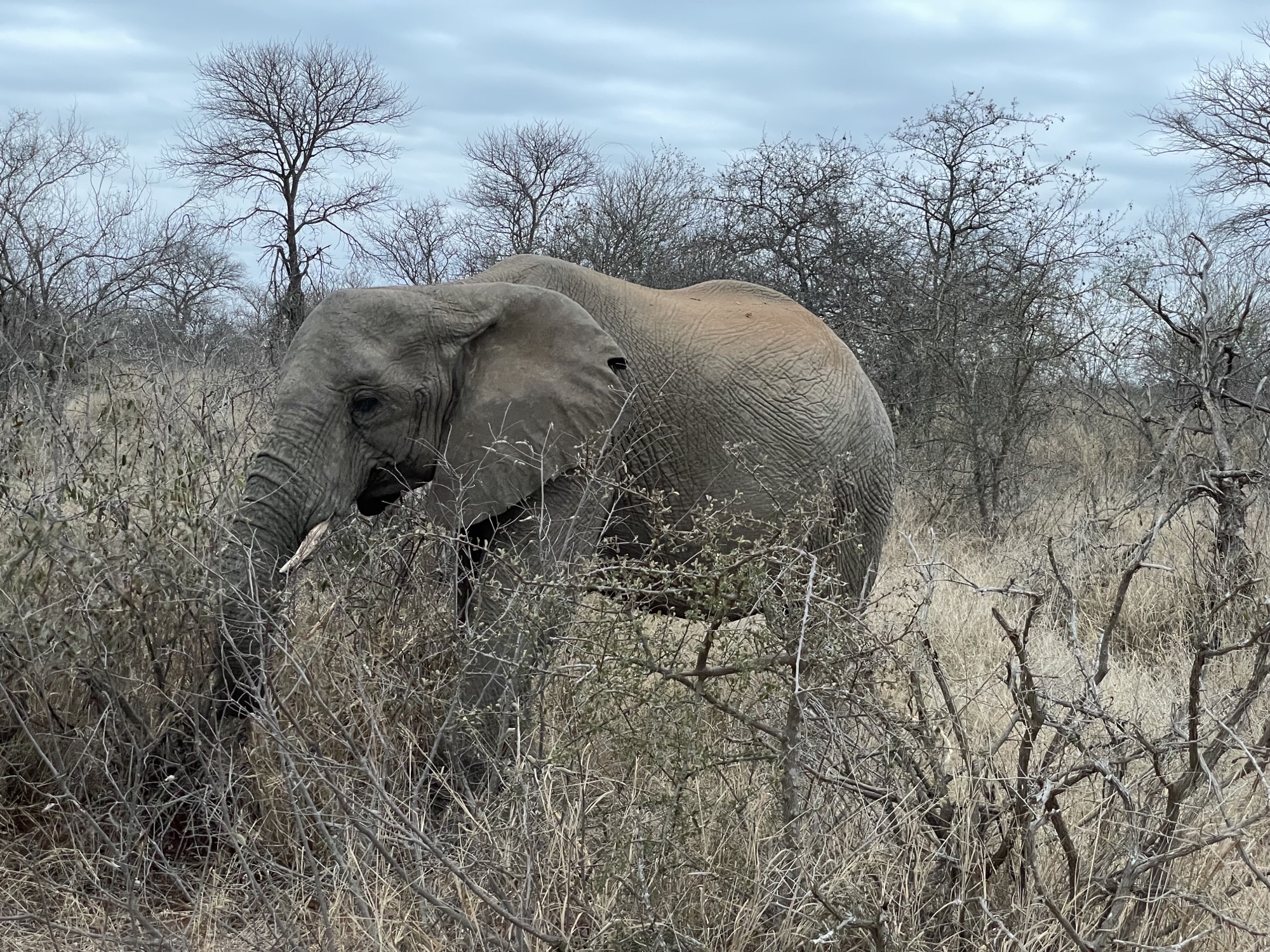 Liam Corcoran and Emily Munroe: elephant