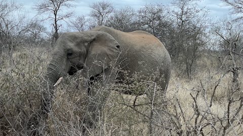 Liam Corcoran and Emily Munroe: elephant