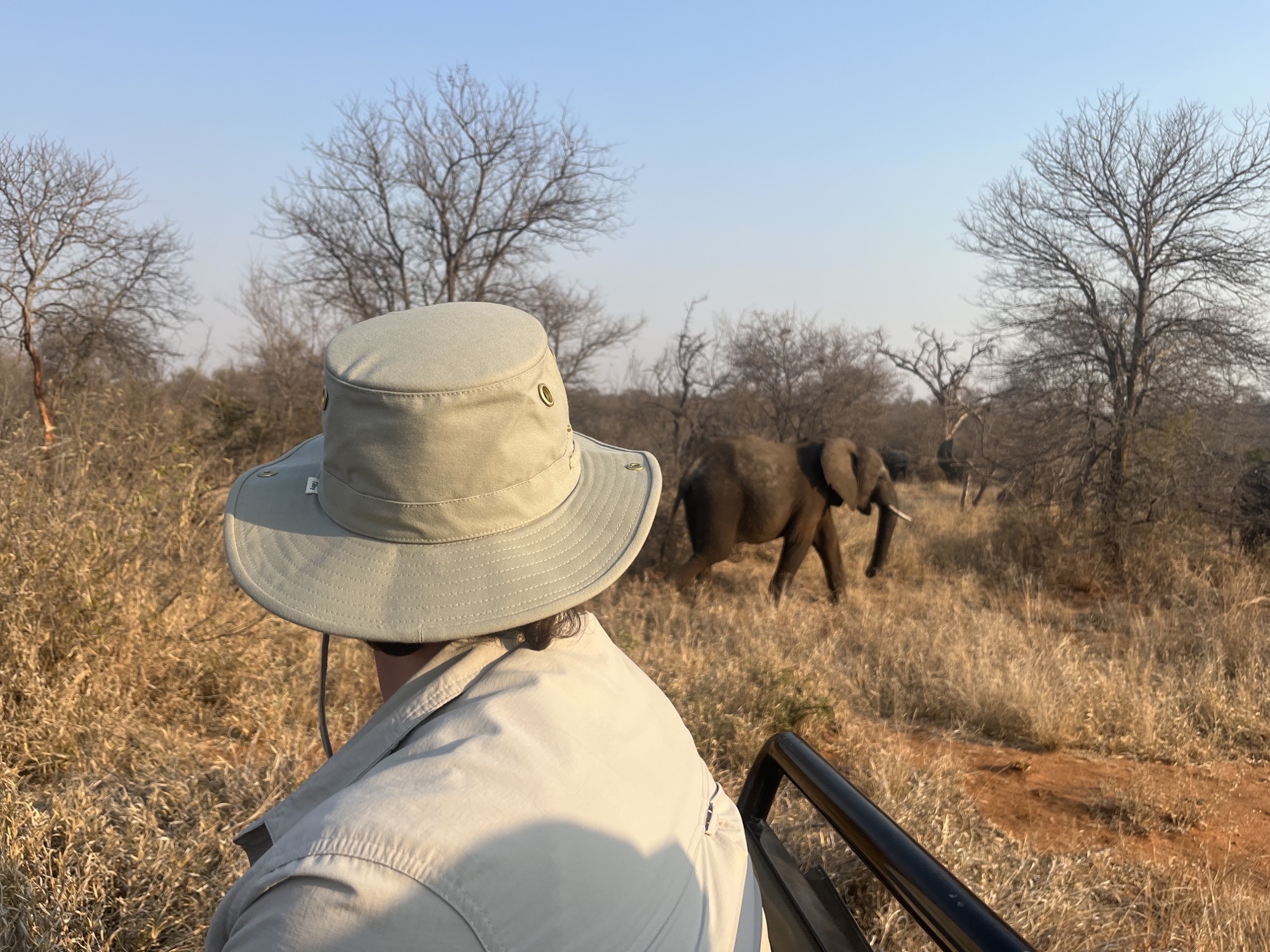 Liam Corcoran and Emily Munroe: viewing elephants from the vehicle