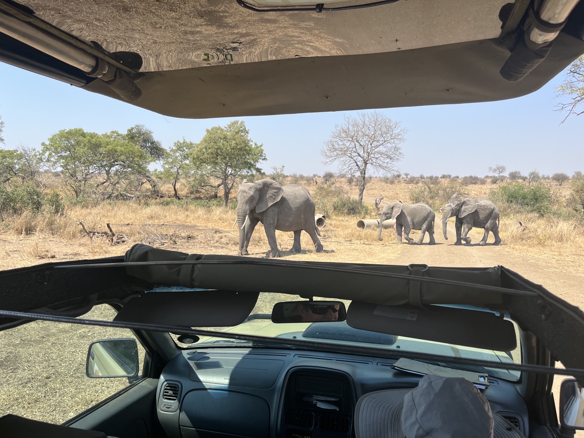 Liam Corcoran and Emily Munroe: viewing elephants from the vehicle