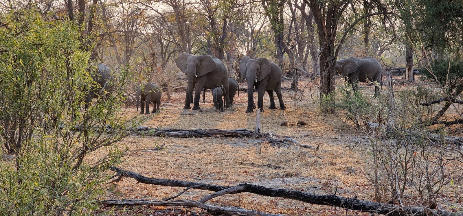Floris Behnke: elephants