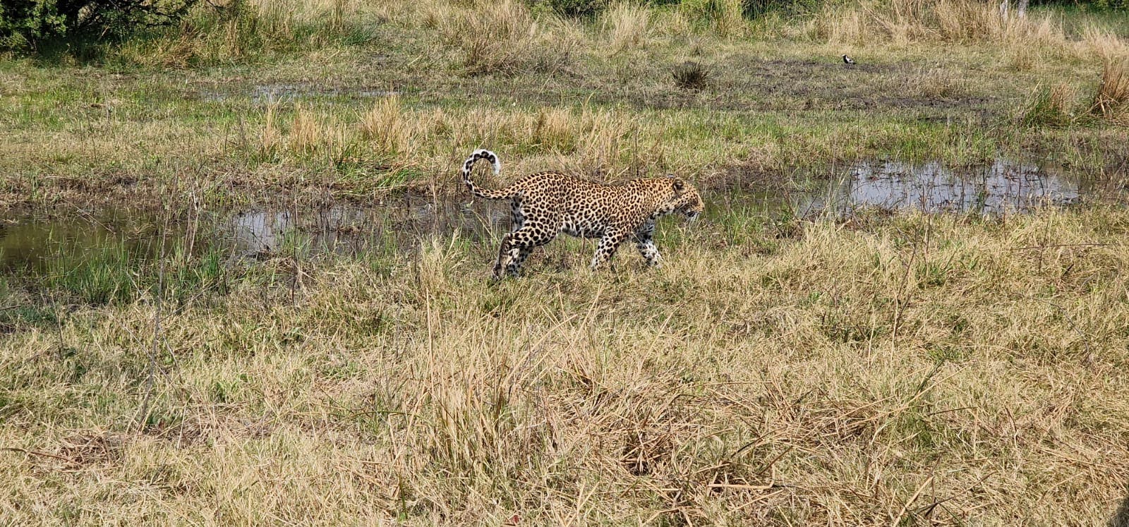 Floris Behnke: leopard
