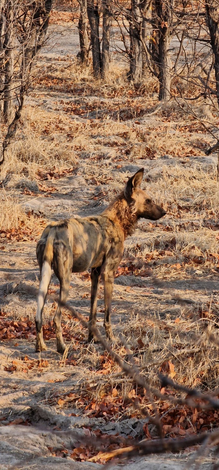 Floris Behnke: wild dog