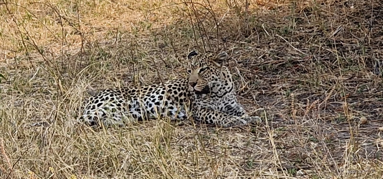 Floris Behnke: leopard