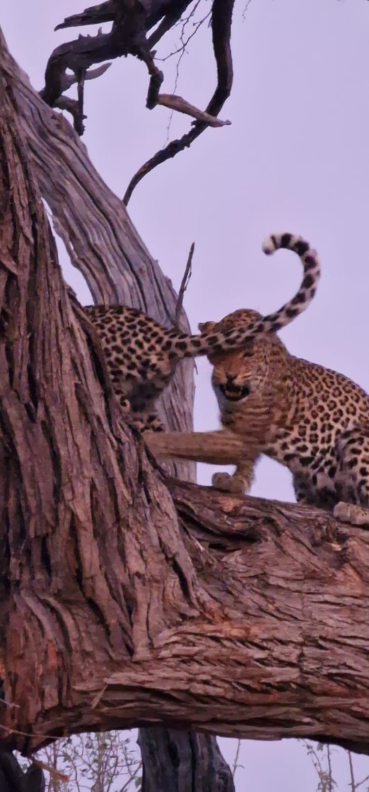 Floris Behnke: leopard in a tree