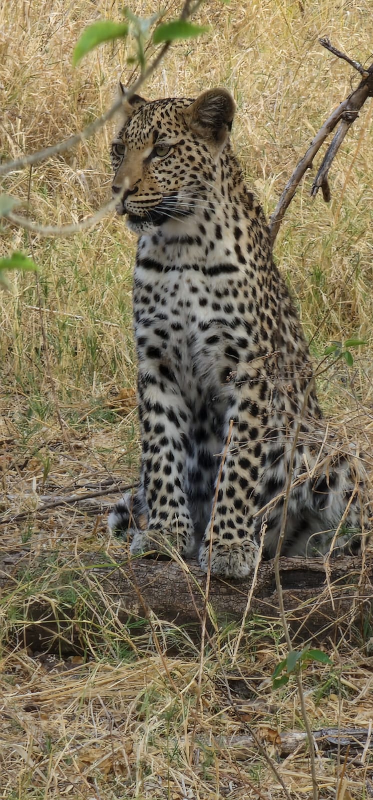 Floris Behnke: close-up of a leopard