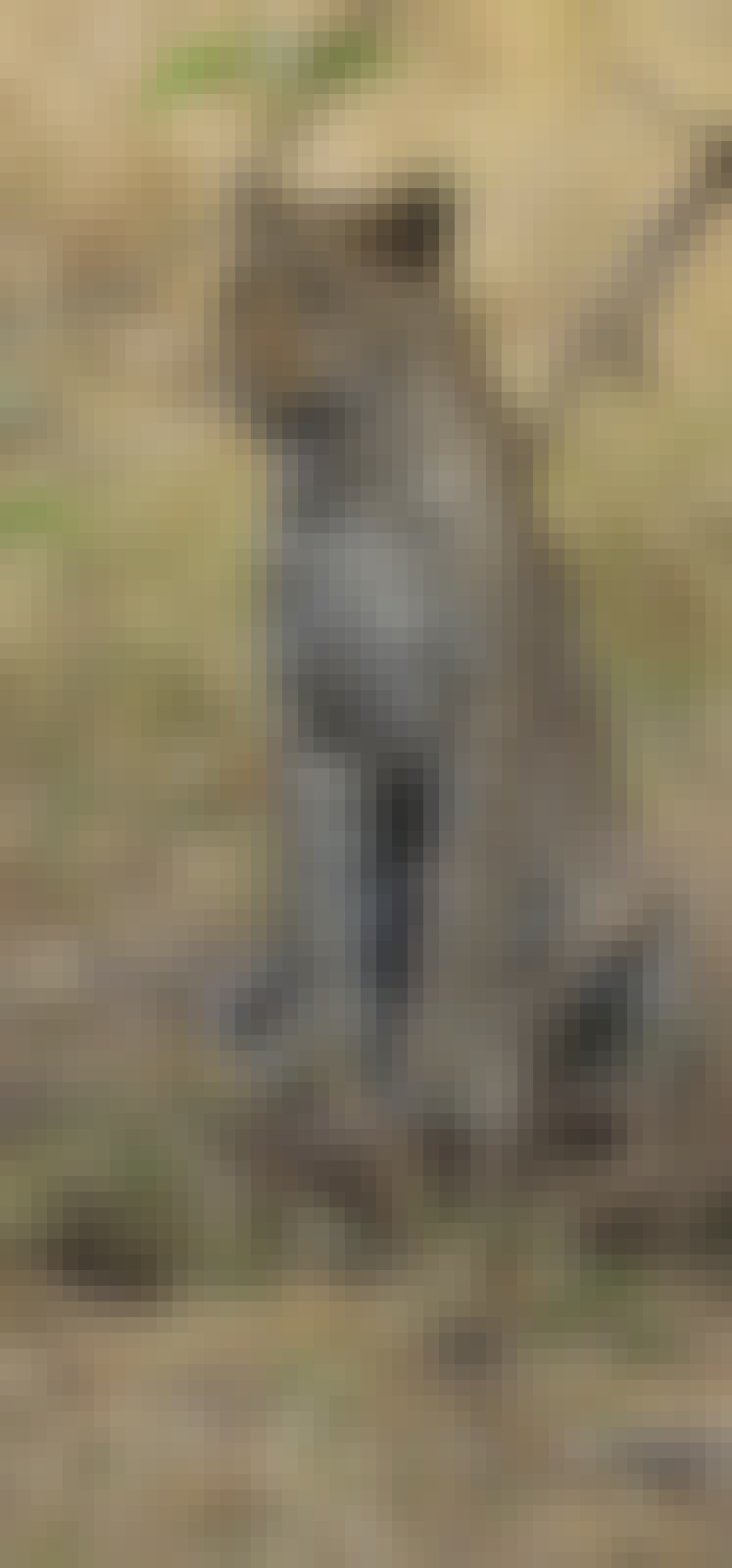 Floris Behnke: close-up of a leopard