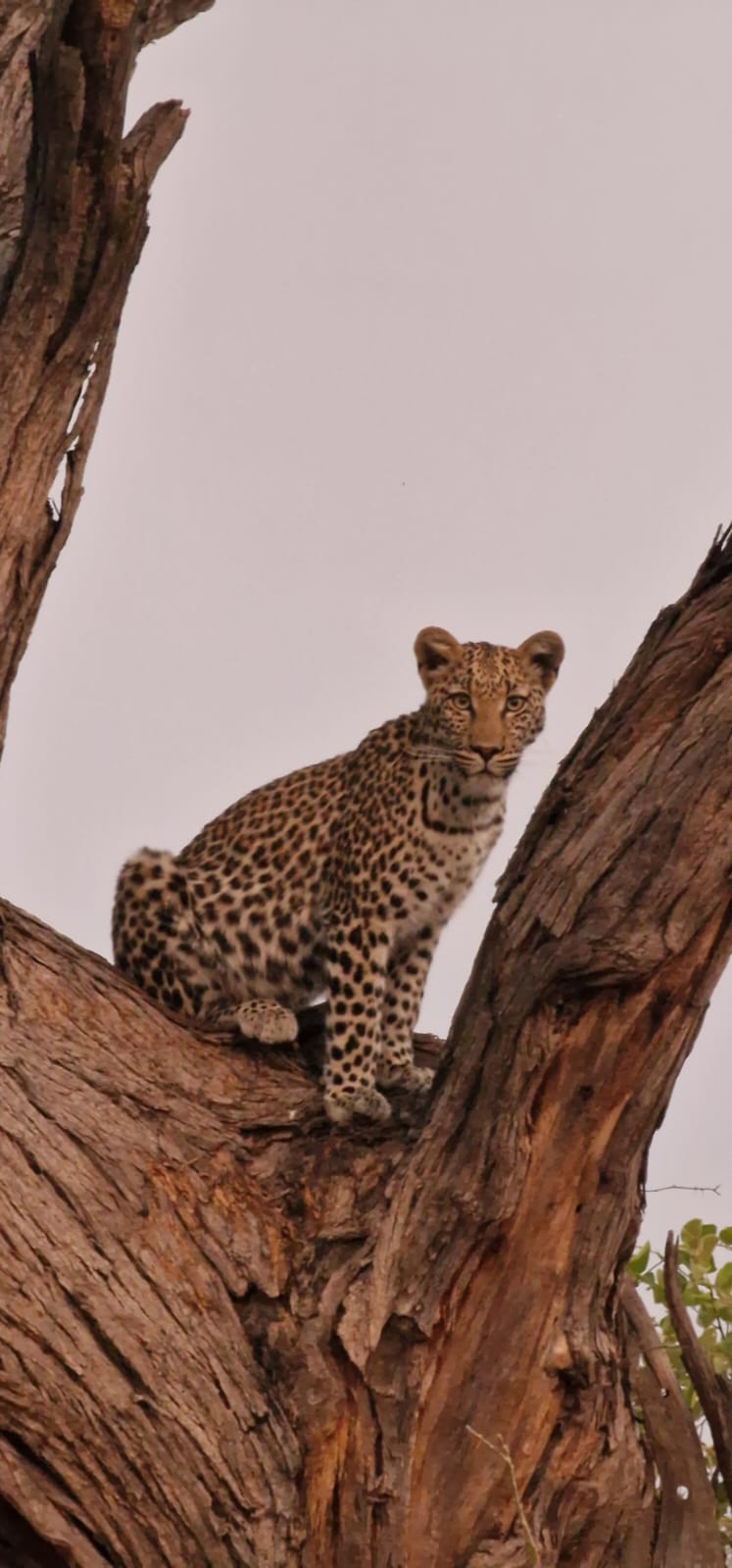 Floris Behnke: close-up of a leopard