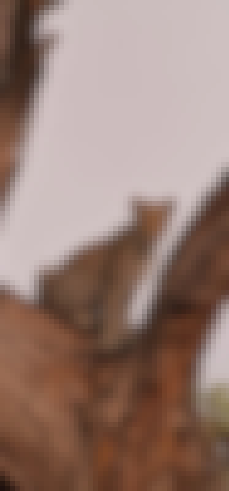 Floris Behnke: close-up of a leopard