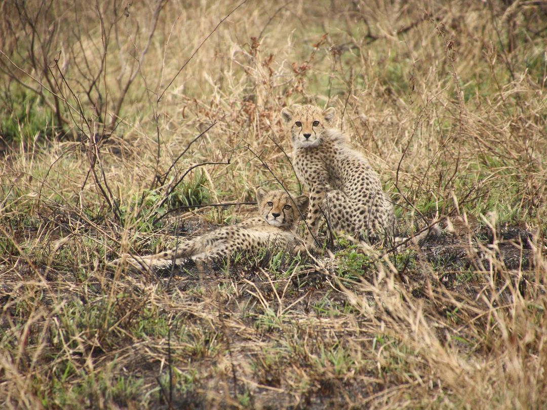 Floris Behnke: two cheetahs