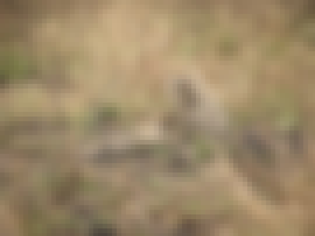 Floris Behnke: two cheetahs