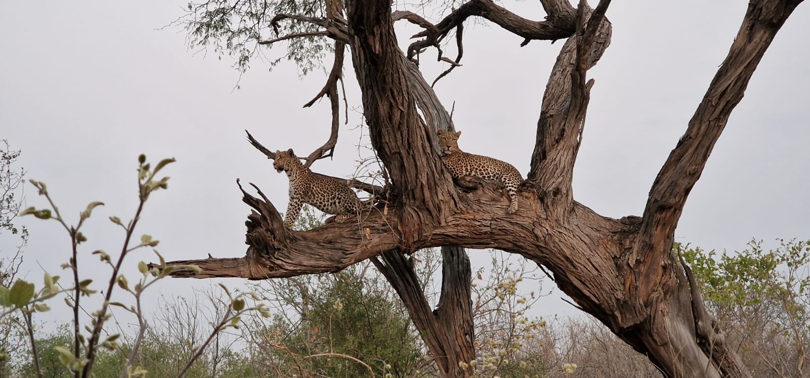 Floris Behnke: leopards in a tree