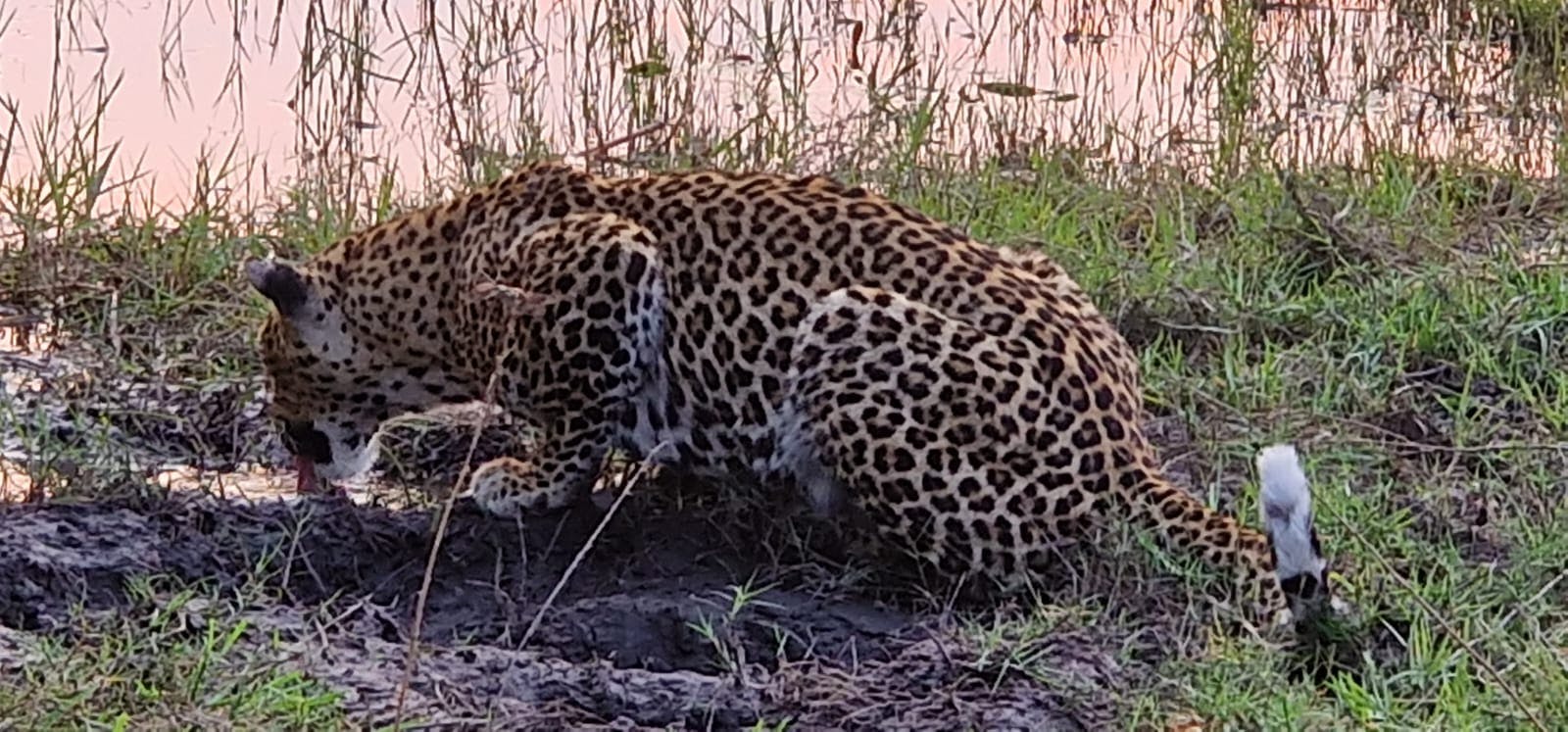 Floris Behnke: close-up of a leopard
