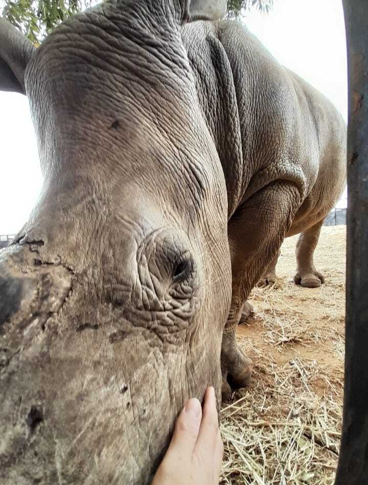 Charlie Krekels: close-up of rhino