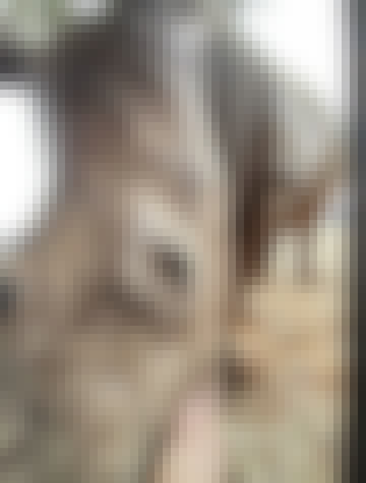 Charlie Krekels: close-up of rhino