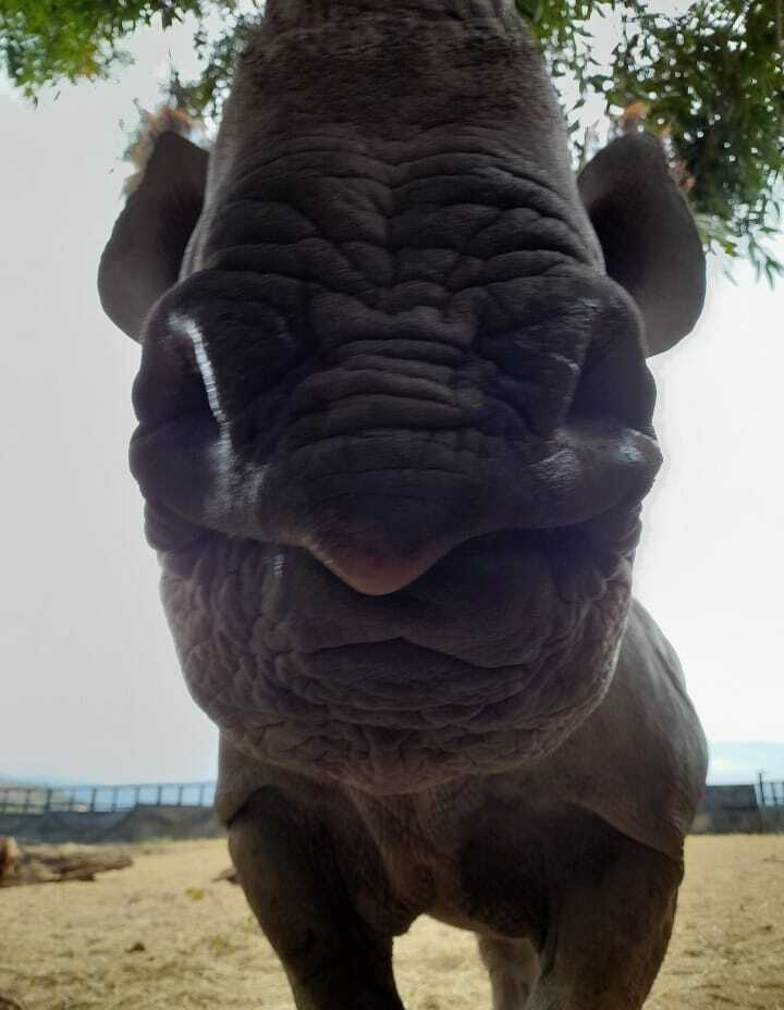 Charlie Krekels: close-up of rhino
