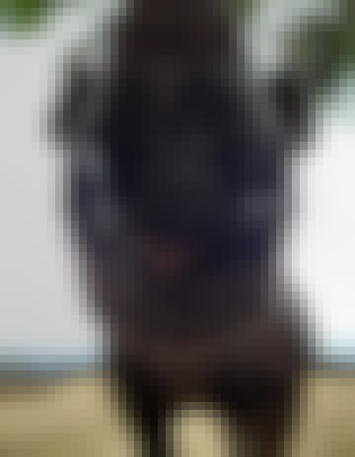 Charlie Krekels: close-up of rhino