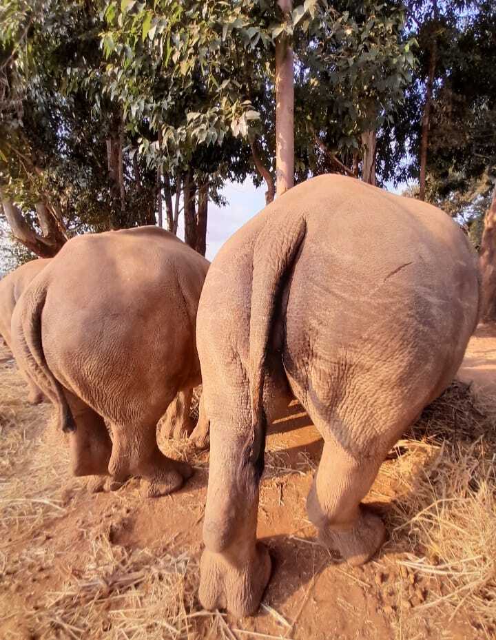 Charlie Krekels: rhino rears