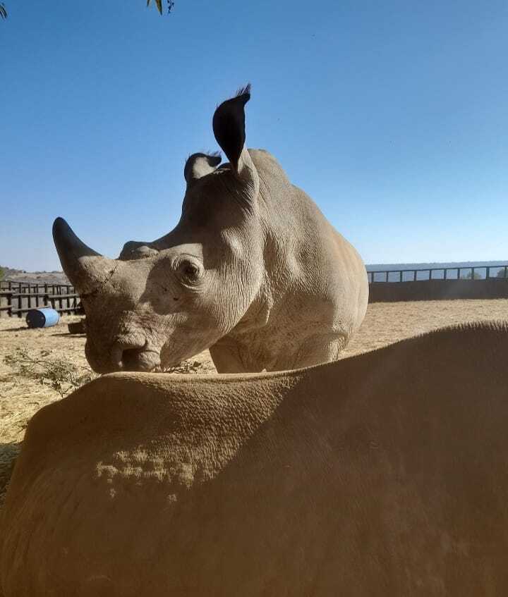 Charlie Krekels: rhinos