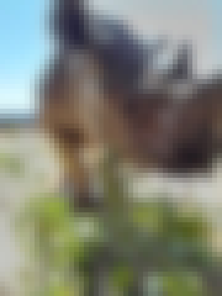 Charlie Krekels: close-up of baby rhino