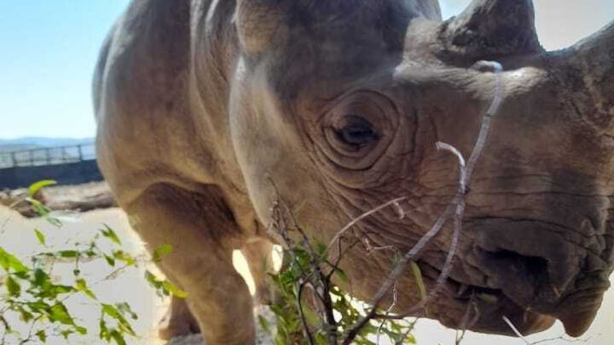 Charlie Krekels: close-up of baby rhino