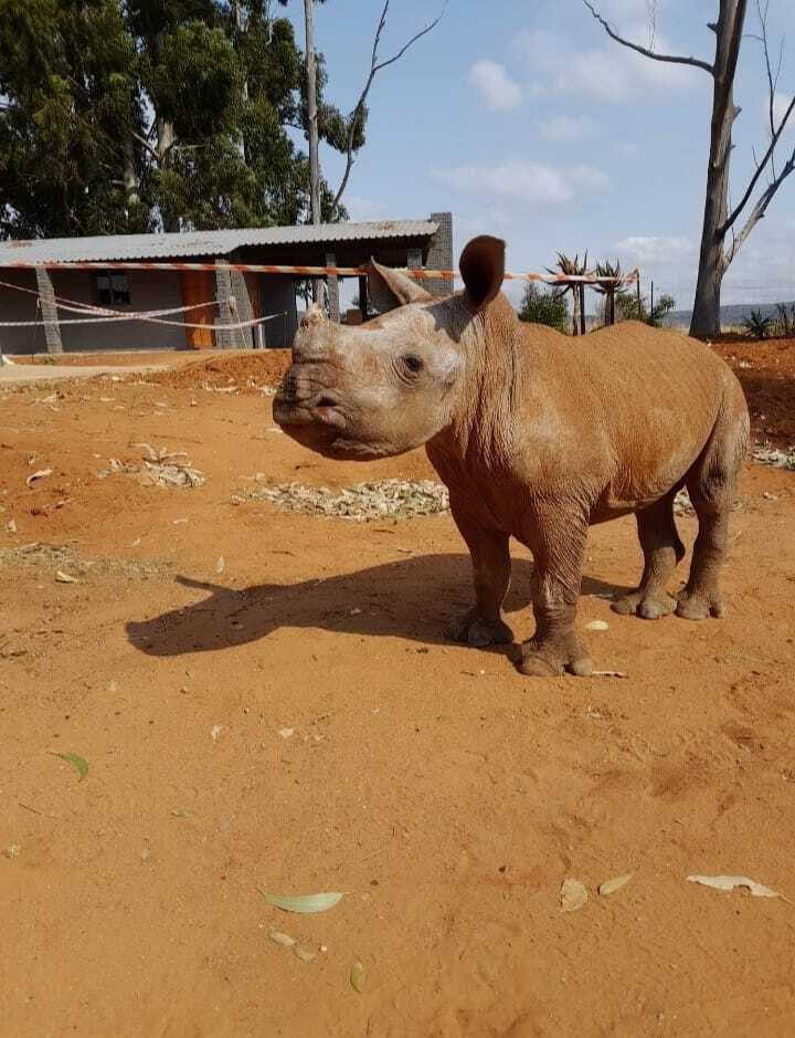Charlie Krekels: baby rhino at Golola