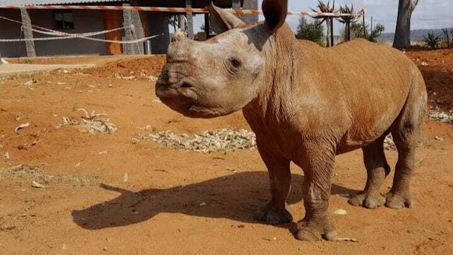 Charlie Krekels: baby rhino at Golola