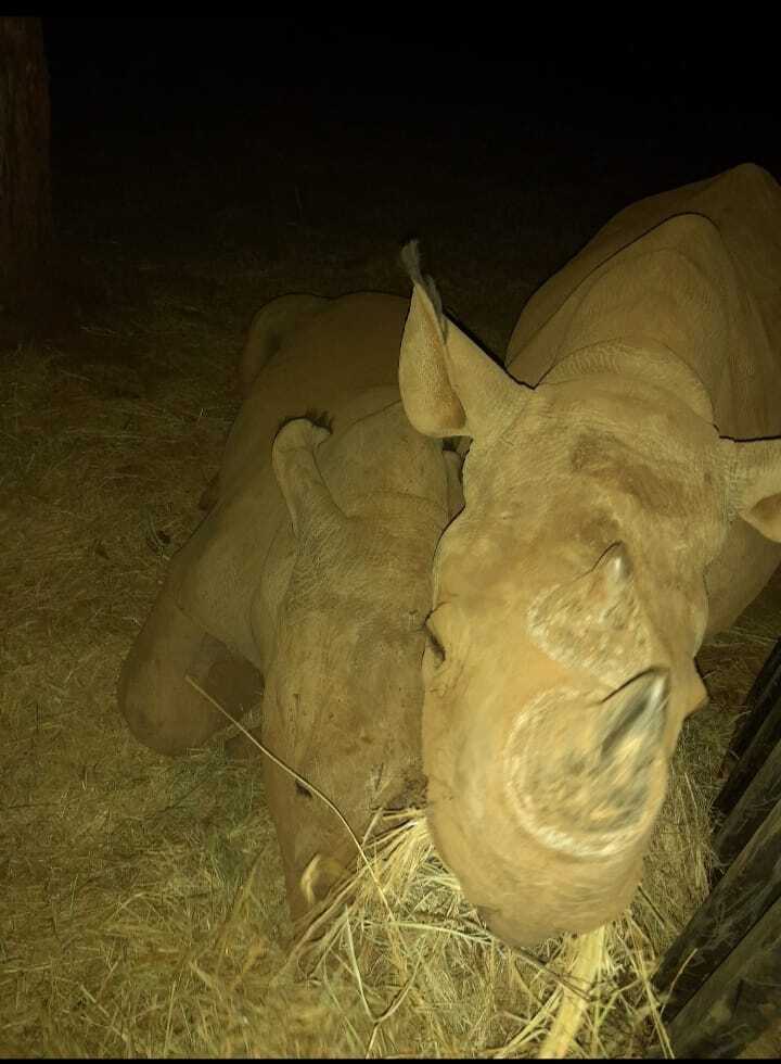 Charlie Krekels: rhinos feeding at night