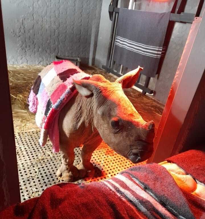 Charlie Krekels: baby rhino at Golola