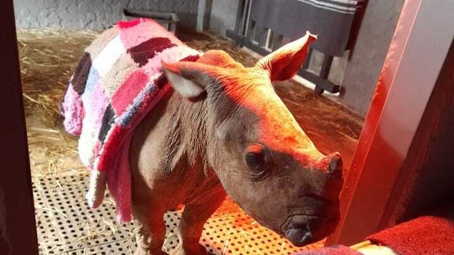 Charlie Krekels: baby rhino at Golola