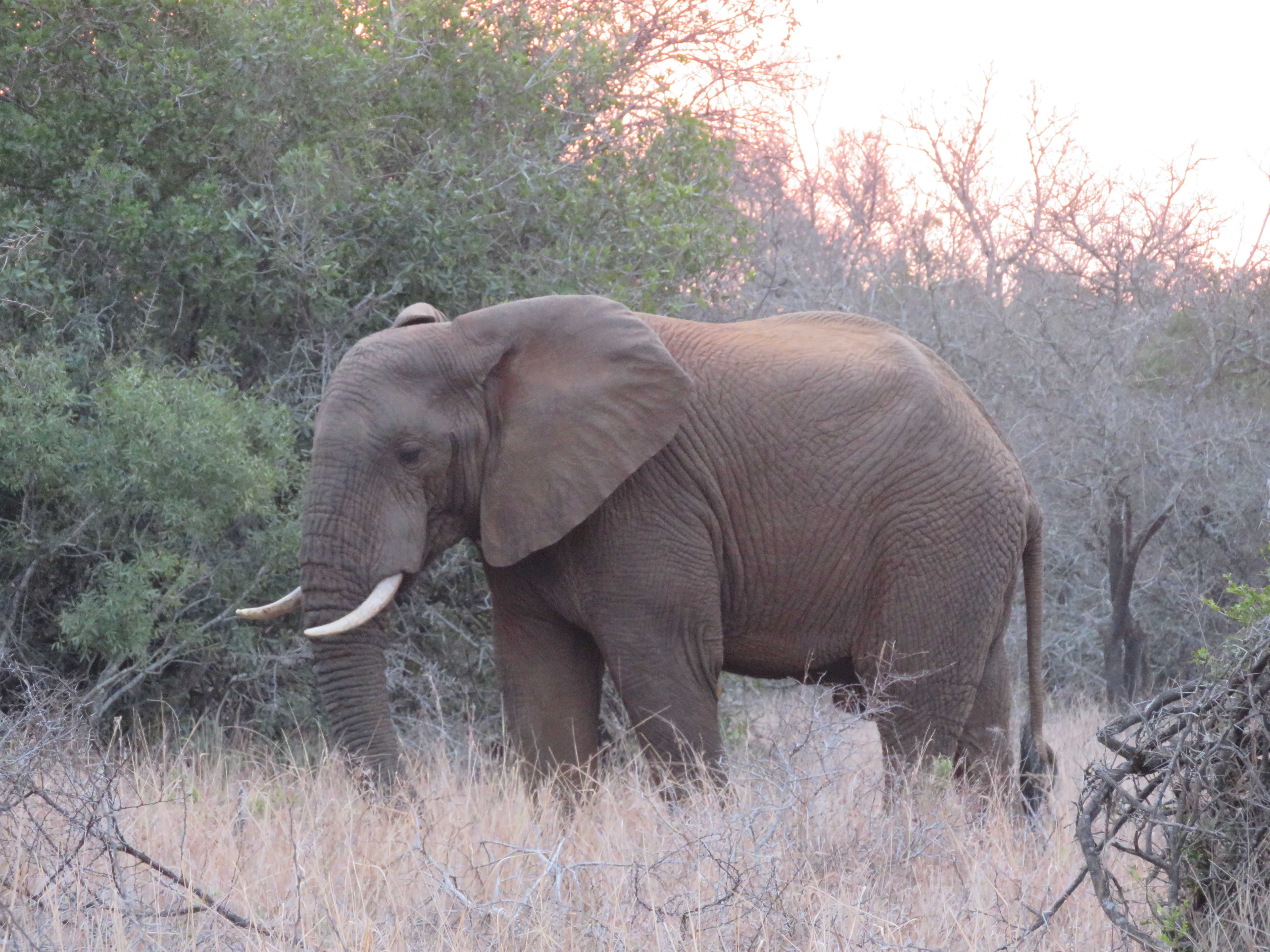 Rebecca Bower: elephant