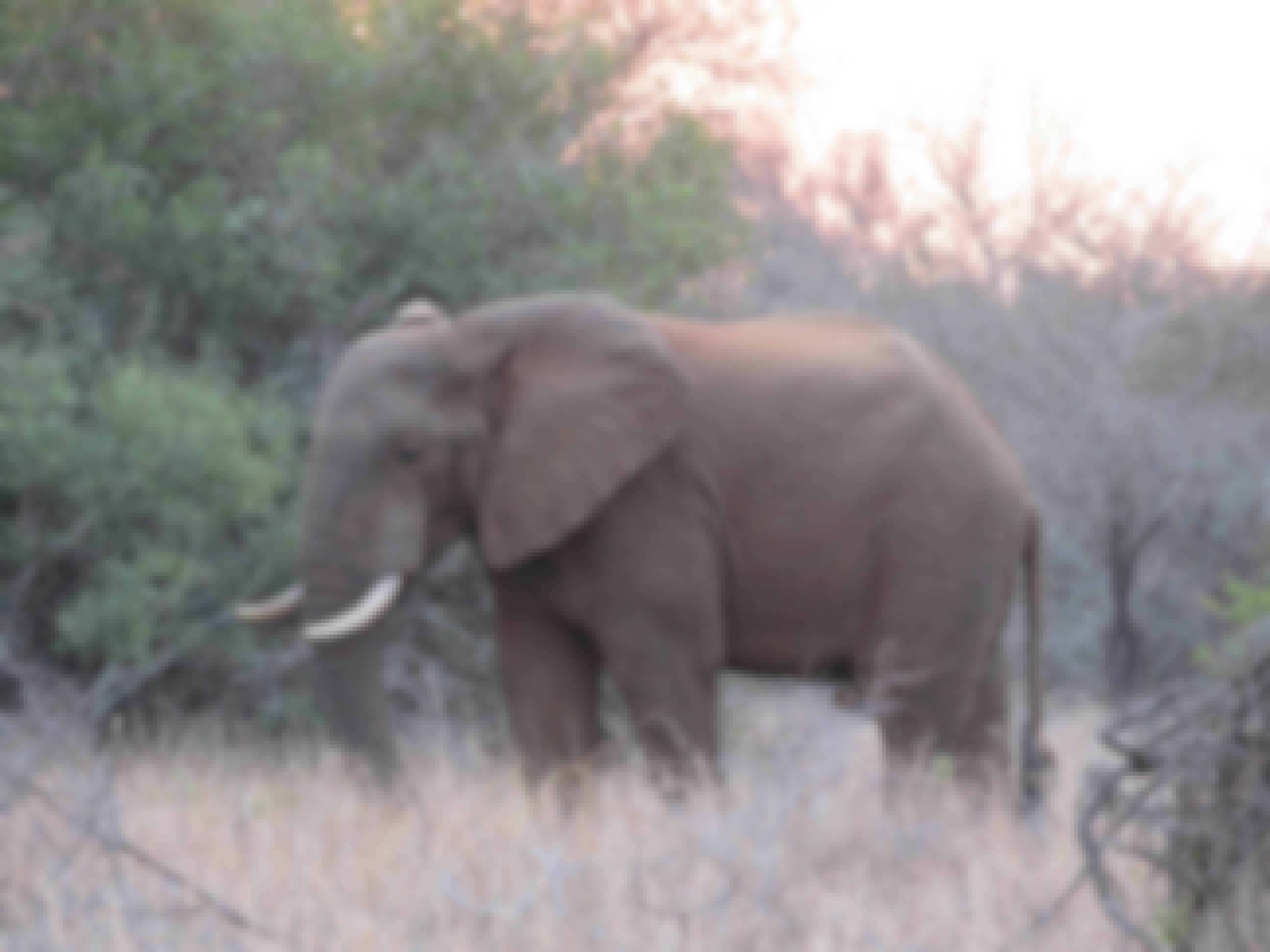 Rebecca Bower: elephant